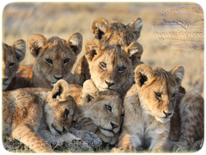 lions family, Ndutu