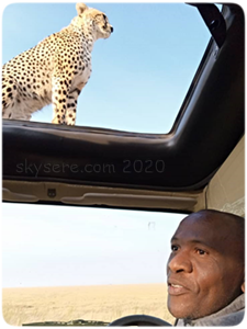 cheetah on car