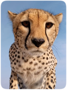 cheetah, Serengeti