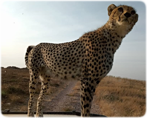 cheetah, Serengeti