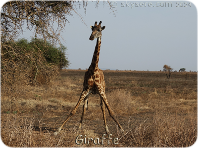 Giraffe, Ndutu