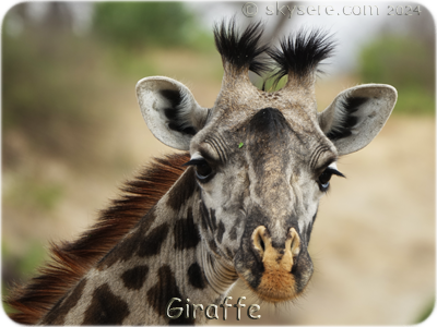 giraffe tarangire