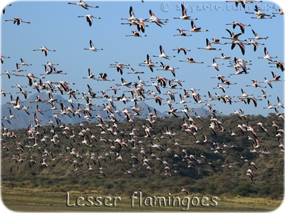 Lesser flamingoes, Lake Natron