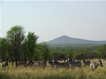 National Park Northern Tanzania
