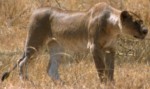 lionne en chasse au Seronera