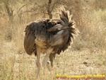 female ostrich / autruche femelle