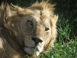 lion, Ndutu area