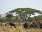 acacia on serengeti