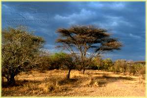 Serengeti colors