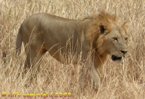 Lion in Tarangire National Park Tanzania