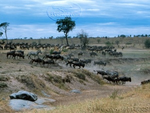 wildebeest in Serengeti