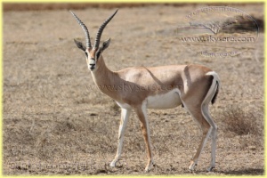 grant gazelle, Ndutu
