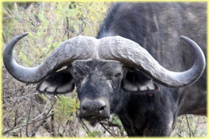 Buffalo in Arusha National Park Tanzania