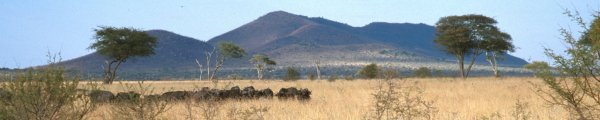 Serengeti landscape