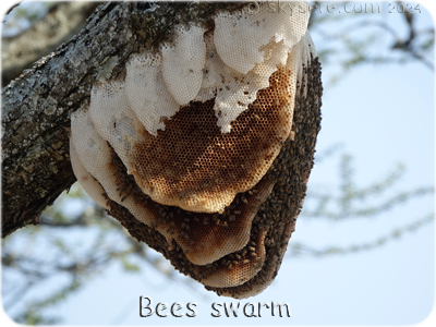 Bees swarm, Ndutu